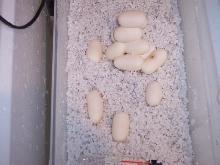 Big Momma's Eggs 2