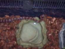 Jack my new corn