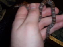 Jack