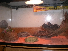Leopard Gecko Cage