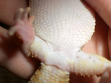 Male or female?