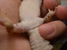 Male or female?