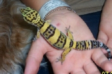 leogecko