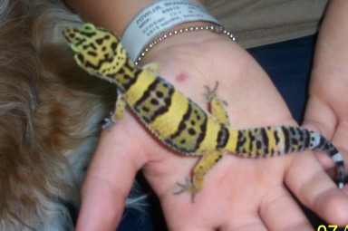 leogecko