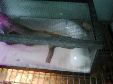 over head view of pvc hide