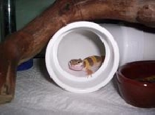 My baby gecko