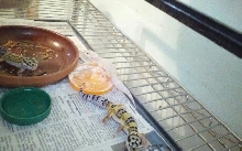 My new geckos