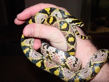 sichuan province mandarin adult