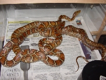 flavirufa breeding