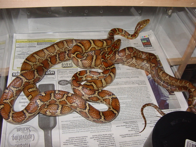 flavirufa breeding