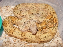 hog island young female
