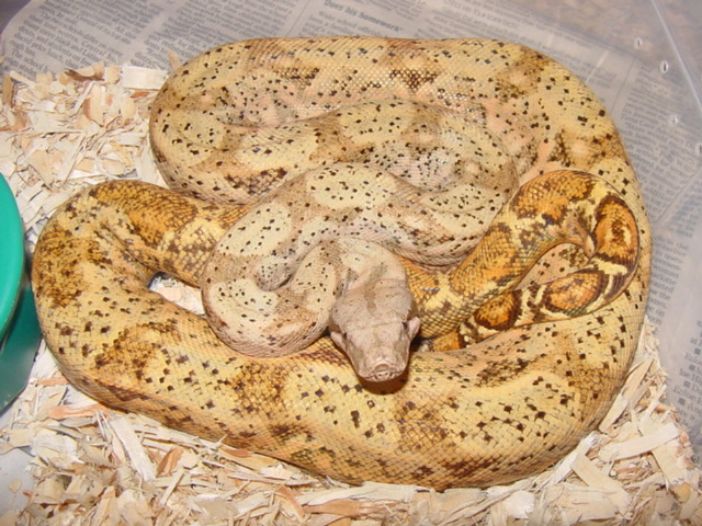 hog island young female