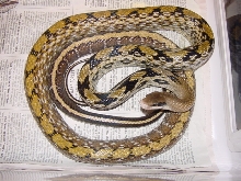 yunnanensis male