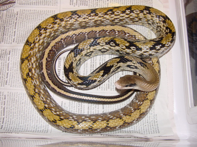 yunnanensis male