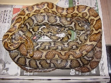 anery and het flavirufa