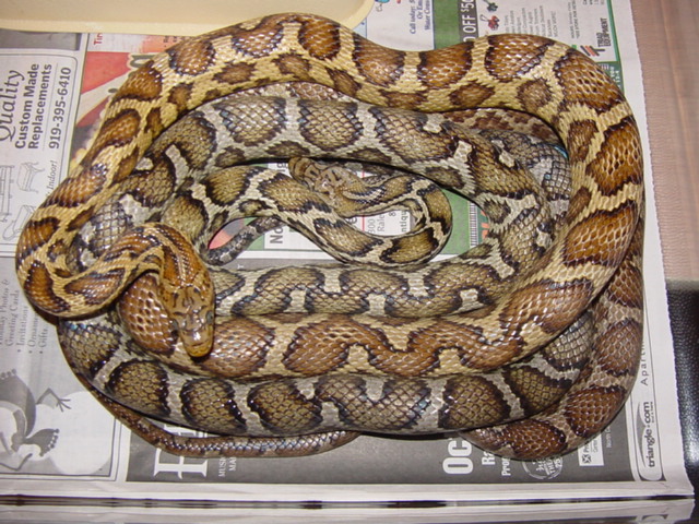 anery and het flavirufa