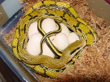 mocquards beauty with eggs