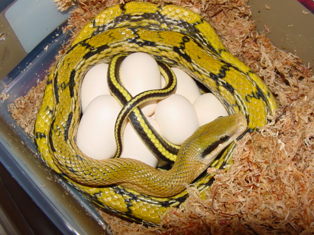 mocquards beauty with eggs