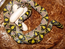 09 mandarin clutch