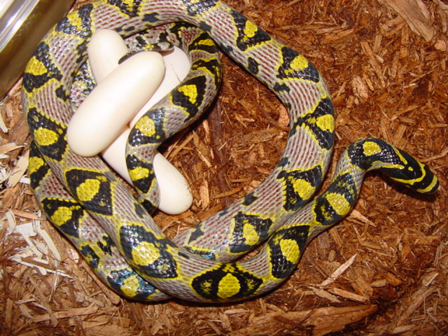 09 mandarin clutch