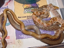 trinket rats breeding