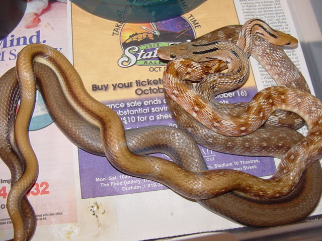 trinket rats breeding