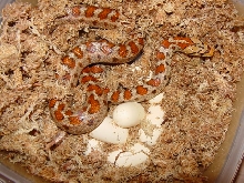leopard rat clutch 09