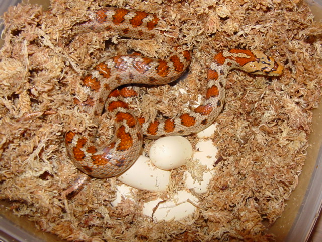 leopard rat clutch 09