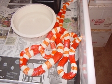 albinos breeding