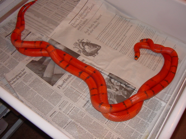 hypo foreplay