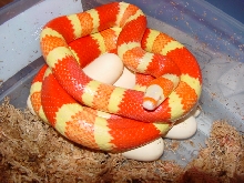 albino hondo with 08 clutch