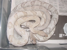 silver trans pecos pair