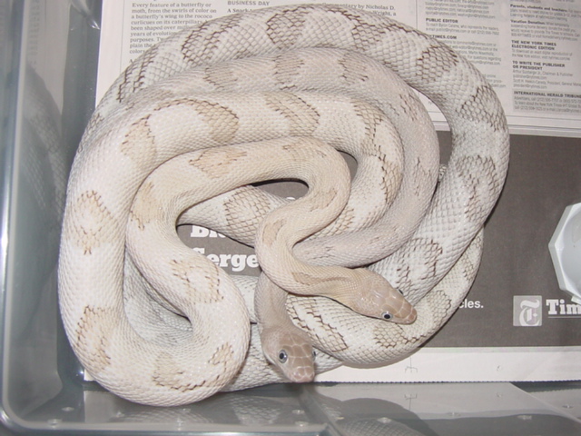 silver trans pecos pair