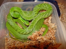 prasina in humid hide