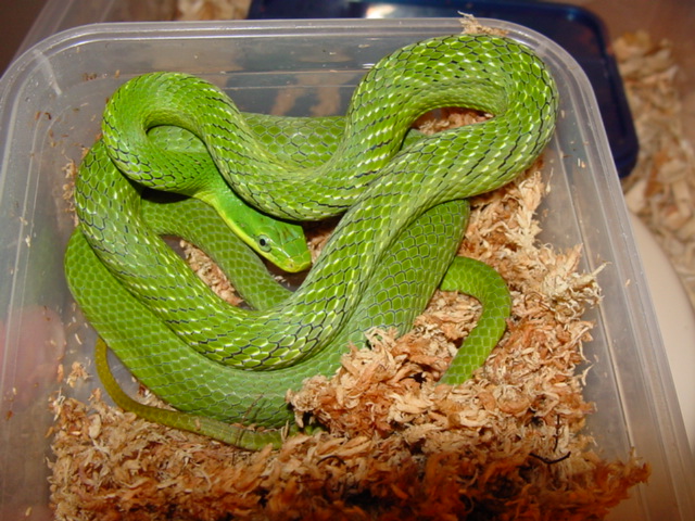 prasina in humid hide