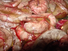 hog island in embryonic sac