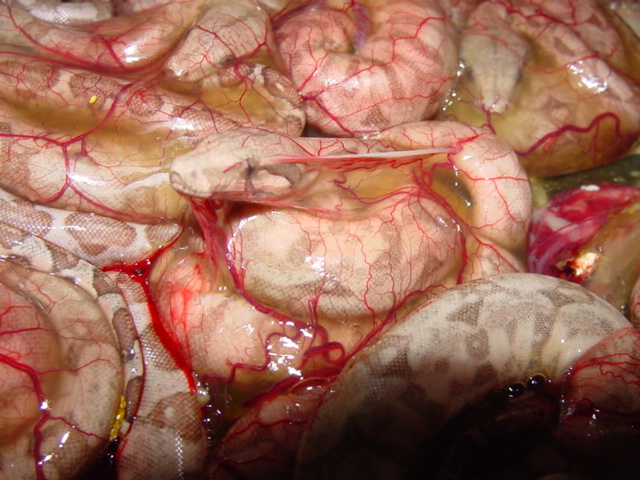 hog island in embryonic sac
