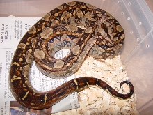 tarahumara  mt. boa female