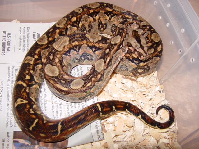 tarahumara  mt. boa female
