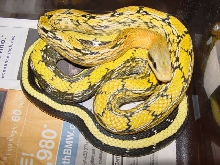 mocquardi screamer male