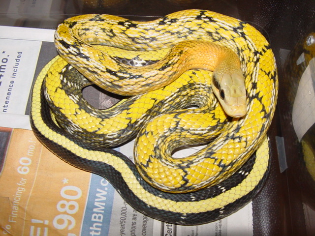 mocquardi screamer male