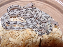 silver trans pecos regular pattern