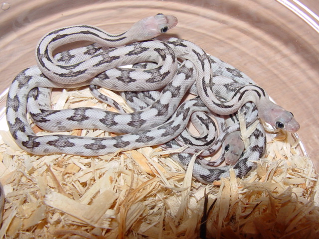 silver trans pecos regular pattern