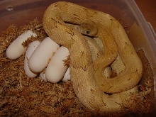 mustard blond female with eggs