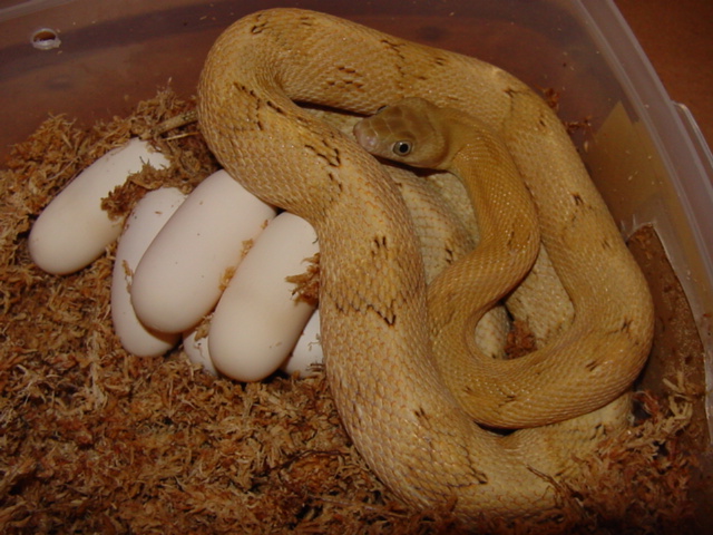 mustard blond female with eggs