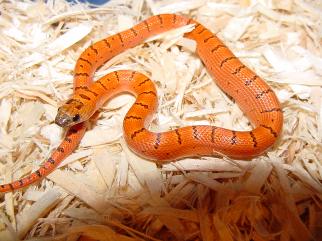 thayeri holdback
