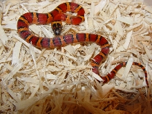 thayeri milksnake phase 1