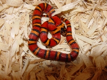 thayeri milksnake phase 2