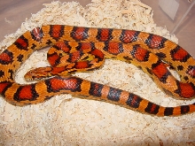 okeetee corn, male holdback
