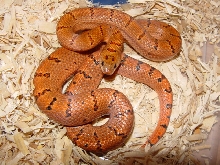 thayeri holdback male